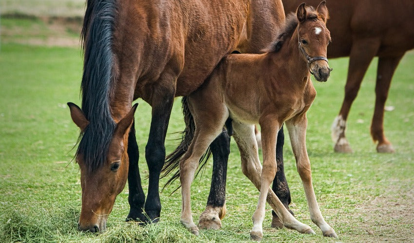 minimizing-stress-when-weaning-foals